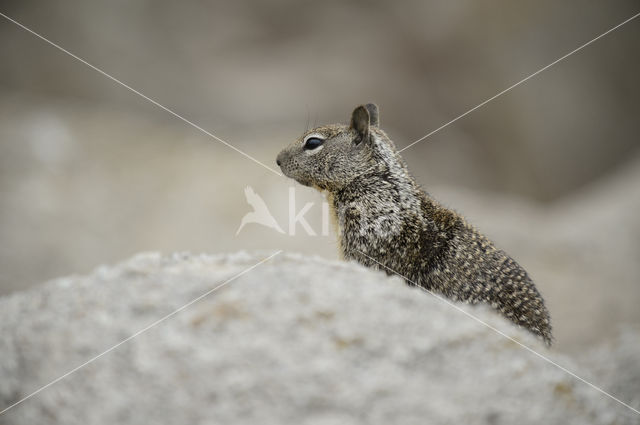 California Ground Squirrel (Spermophilus beecheyi)