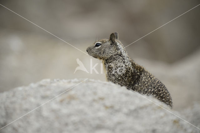 Californische grondeekhoorn (Spermophilus beecheyi)