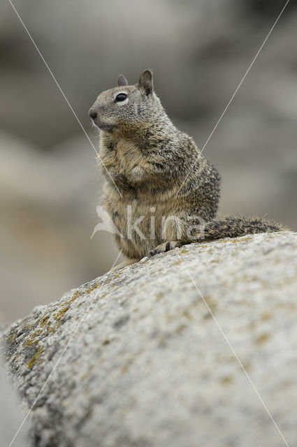 Californische grondeekhoorn (Spermophilus beecheyi)