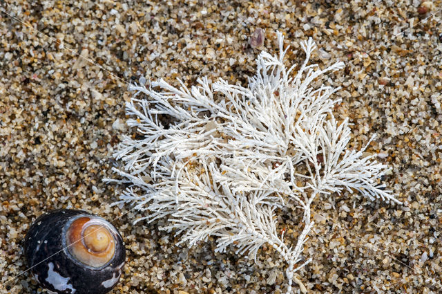Corallina officinalis