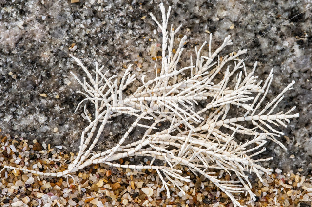 Corallina officinalis