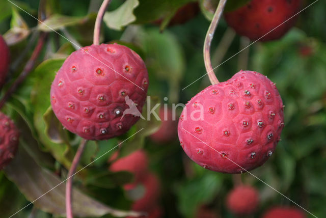 Cornus kousa