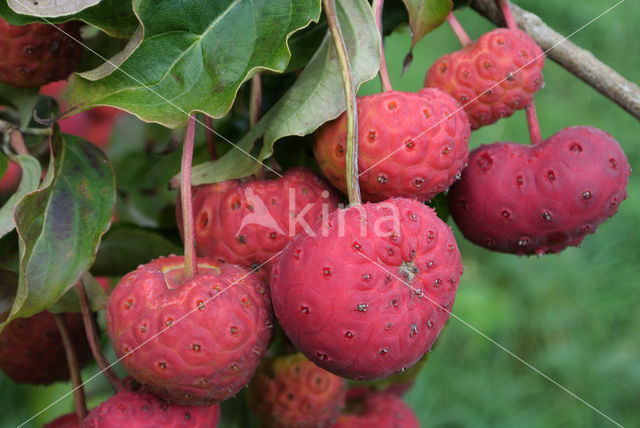 Kousa dogwood (Cornus kousa)