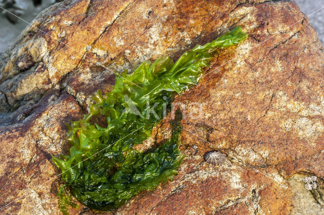 Hollow green weed (Enteromorpha intestinalis)