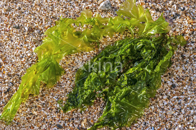 Hollow green weed (Enteromorpha intestinalis)