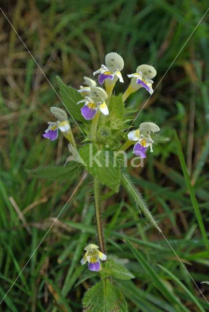 Large-flowered Hemp-nettle (Galeopsis speciosa)