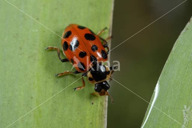 Dertienstippelig lieveheersbeestje (Hippodamia tredecimpunctata