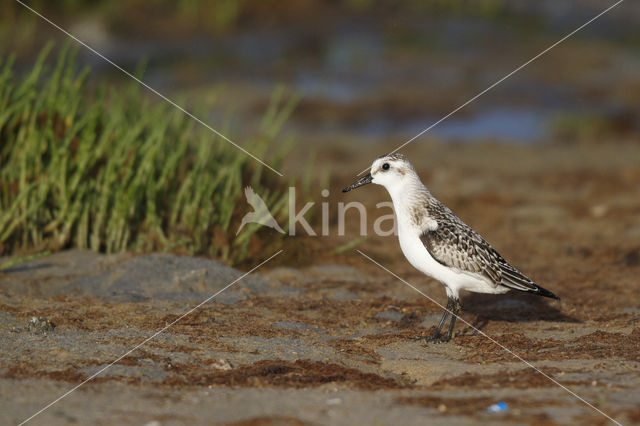 Drieteenstrandloper (Calidris alba)