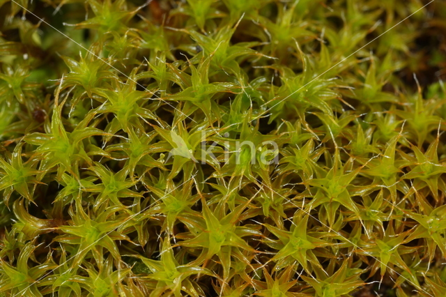 Great Hairy Screw-moss (Syntrichia ruralis)