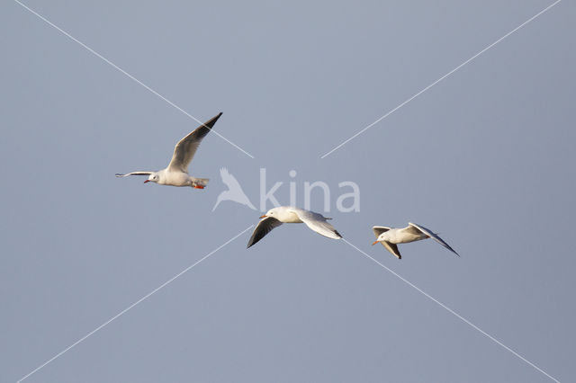 Slender-billed Gull (Larus genei)