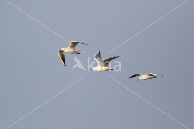 Slender-billed Gull (Larus genei)