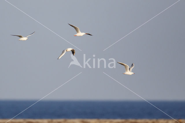 Dunbekmeeuw (Larus genei)