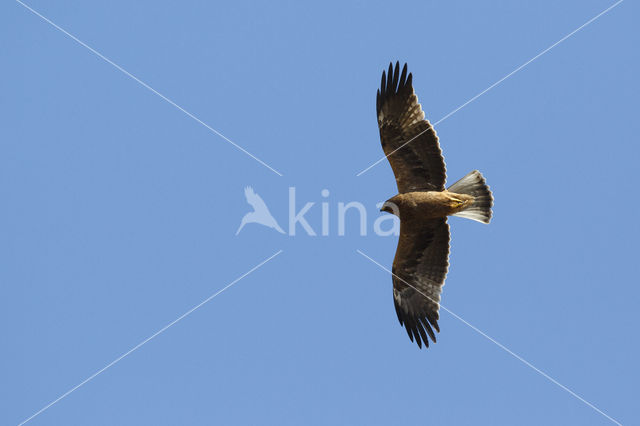 Booted Eagle (Hieraaetus pennatus)