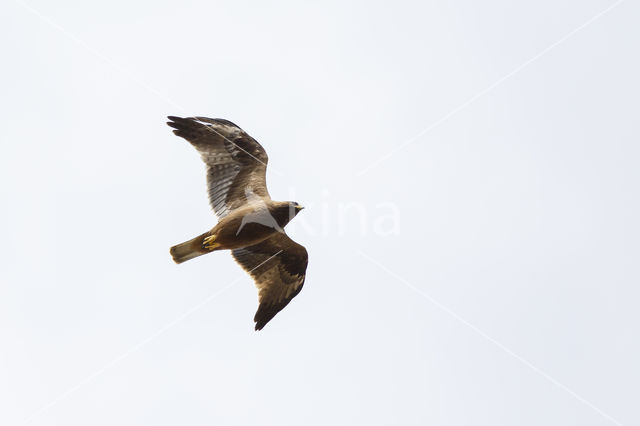 Booted Eagle (Hieraaetus pennatus)