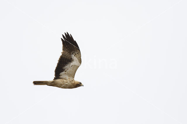 Booted Eagle (Hieraaetus pennatus)