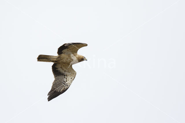 Booted Eagle (Hieraaetus pennatus)