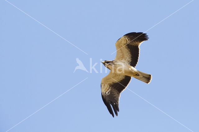 Booted Eagle (Hieraaetus pennatus)