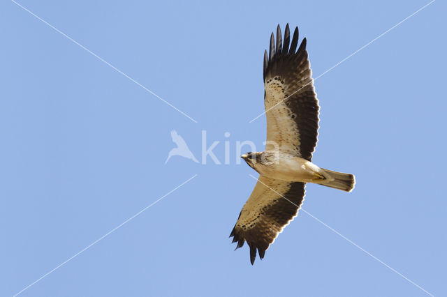 Booted Eagle (Hieraaetus pennatus)