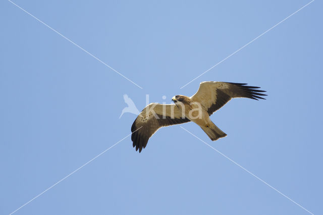 Booted Eagle (Hieraaetus pennatus)