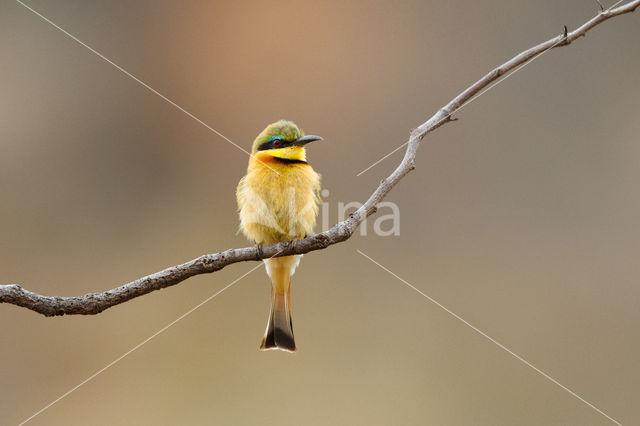 Dwergbijeneter (Merops pusillus)