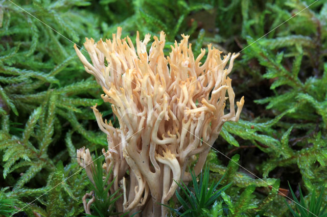 Dwergkoraalzwam (Ramaria myceliosa)