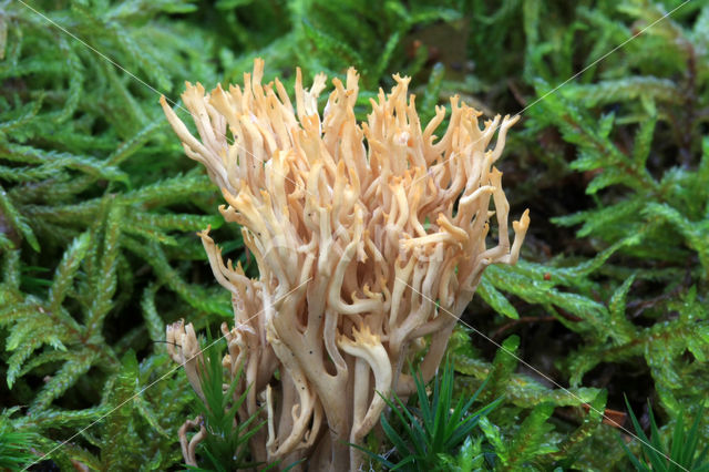 Ramaria myceliosa