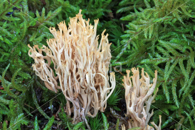 Dwergkoraalzwam (Ramaria myceliosa)