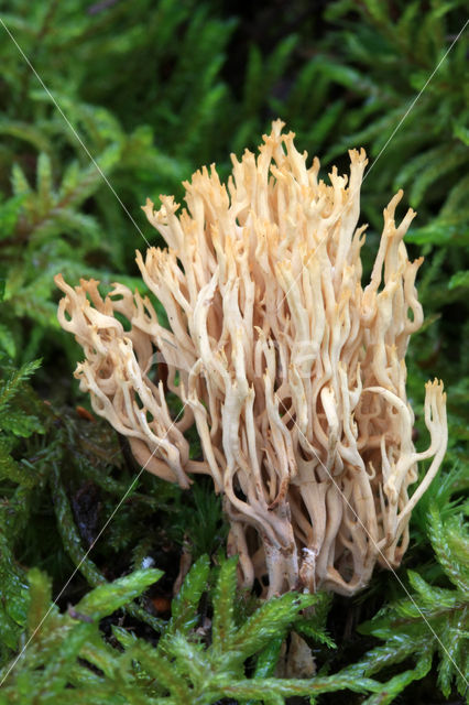 Dwergkoraalzwam (Ramaria myceliosa)