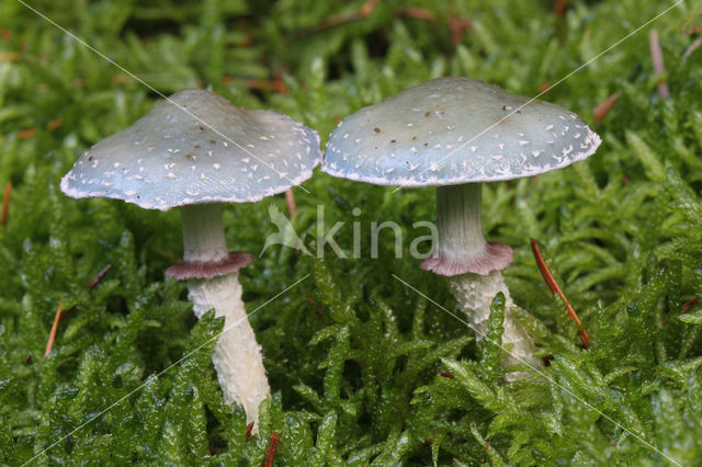 Echte kopergroenzwam (Psilocybe aeruginosa)