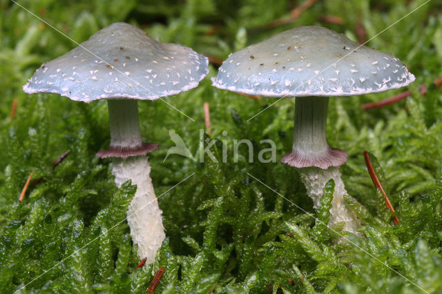 Echte kopergroenzwam (Psilocybe aeruginosa)