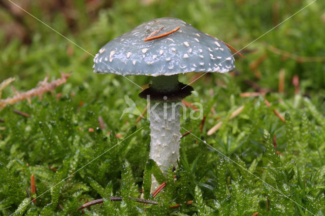 Echte kopergroenzwam (Psilocybe aeruginosa)