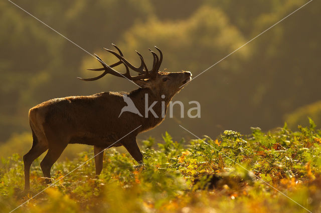 Red Deer (Cervus elaphus)