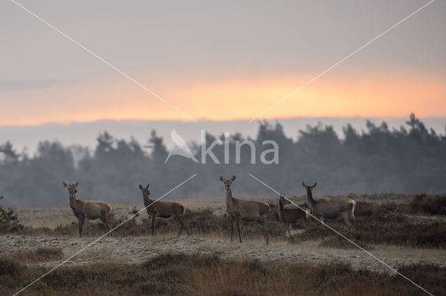 Red Deer (Cervus elaphus)