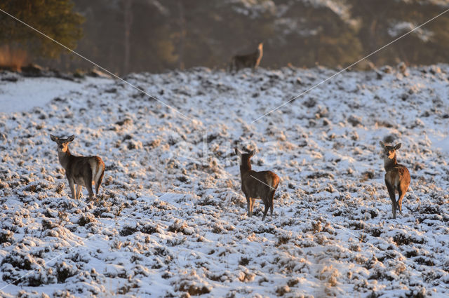 Red Deer (Cervus elaphus)