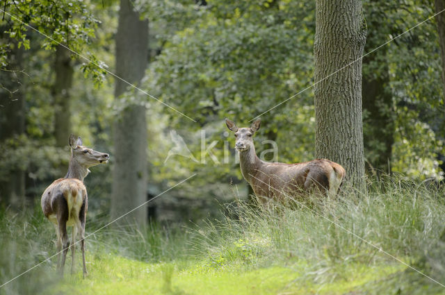 Red Deer (Cervus elaphus)