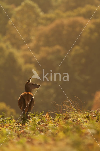 Red Deer (Cervus elaphus)