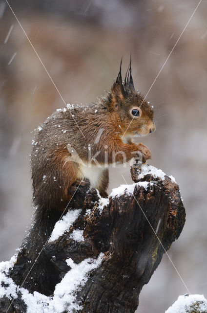 Eekhoorn (Sciurus vulgaris)