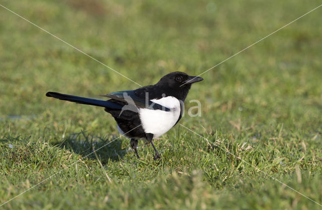 Black-billed Magpie (Pica pica)