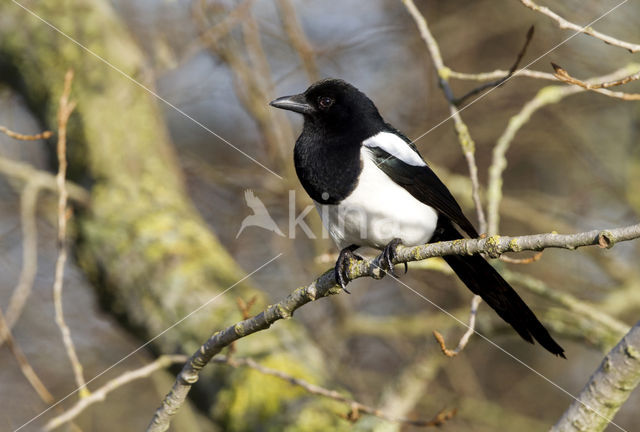 Black-billed Magpie (Pica pica)