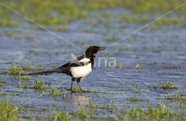 Black-billed Magpie (Pica pica)