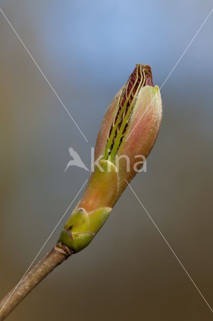 Alder (Alnus spec.)