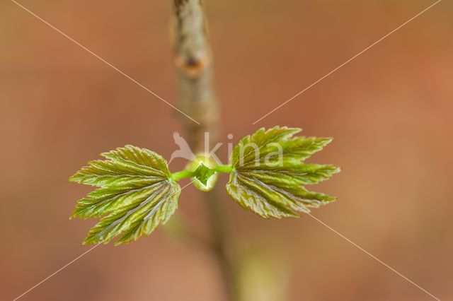 Alder (Alnus spec.)