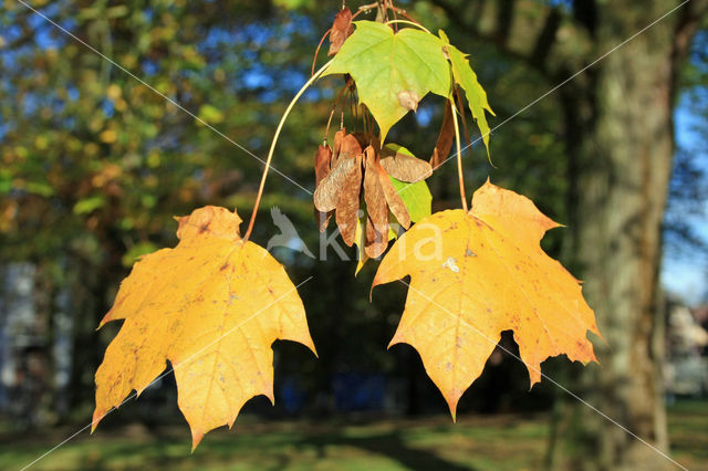 maple (Acer spec.)