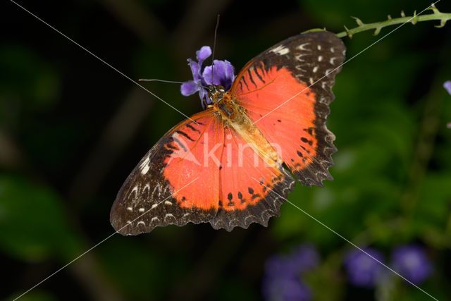 Eueides sp. (Eueides sp.)