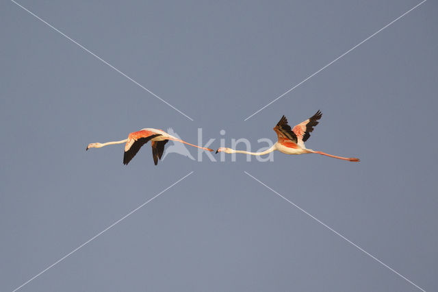 Europese Flamingo (Phoenicopterus ruber roseus)