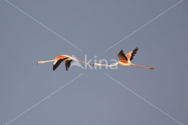 Greater Flamingo (Phoenicopterus ruber roseus)