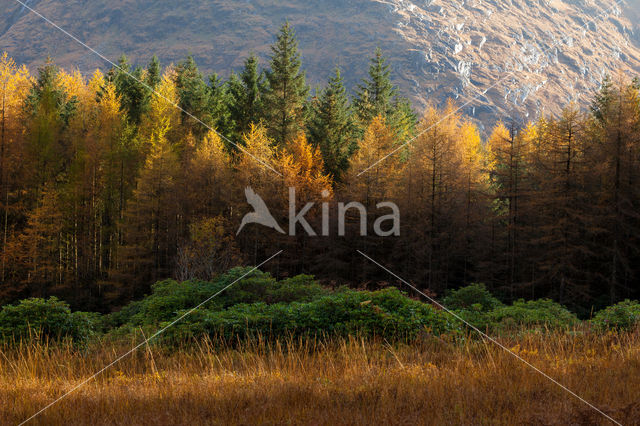 European Larch (Larix decidua)