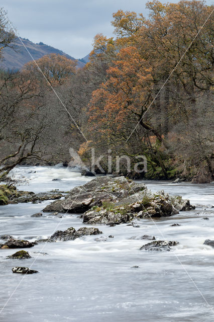 European Larch (Larix decidua)