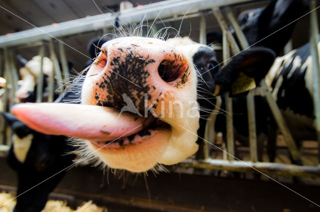 Fries hollandse zwartbonte Koe (Bos domesticus)