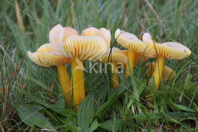 Golden Waxcap (Hygrocybe chlorophana)